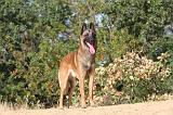 MALINOIS 147